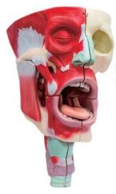 鼻、口、咽喉腔分解模型